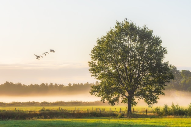 Bel colpo di un grande albero dalle foglie verdi su un campo erboso