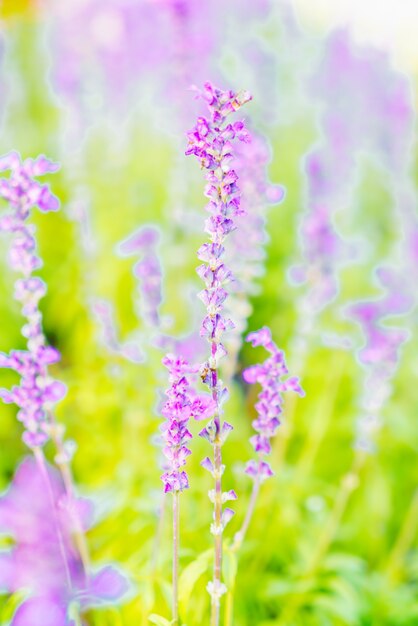 bel fiore pianta erba paesaggio