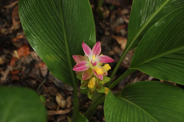 bel fiore