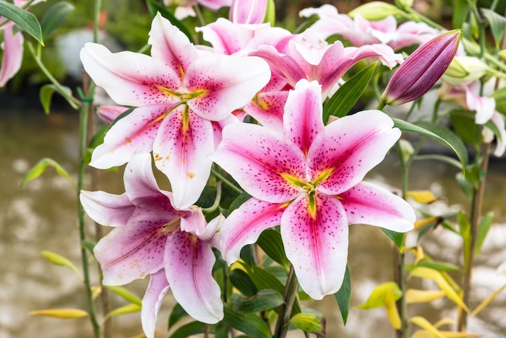 Foto gratuito bel giglio rosa in giardino