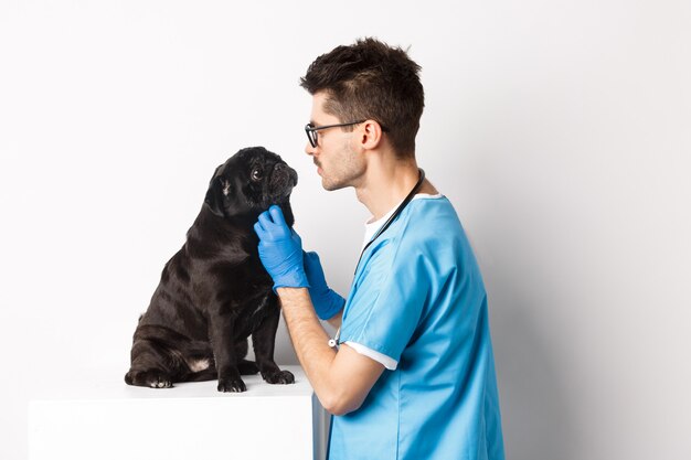 Bel medico veterinario che esamina un simpatico cagnolino nero alla clinica veterinaria, in piedi su sfondo bianco