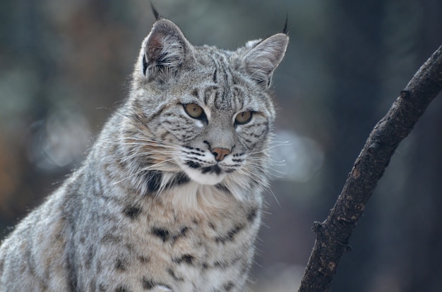 Bel viso di una lince rossa in natura da vicino e personale.