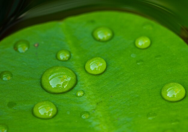 Bella acqua scende sulla foglia di loto