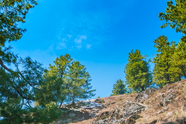 Bella albero e neve coperto montagne paesaggio dello stato di Kashmir, India