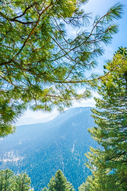 Bella albero e neve coperto montagne paesaggio dello stato di Kashmir, India