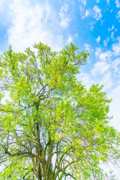 Bella albero ramo sul cielo blu.