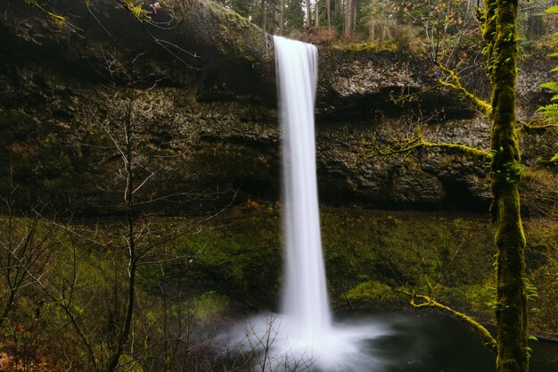 Bella cascata in una foresta immersa nel verde