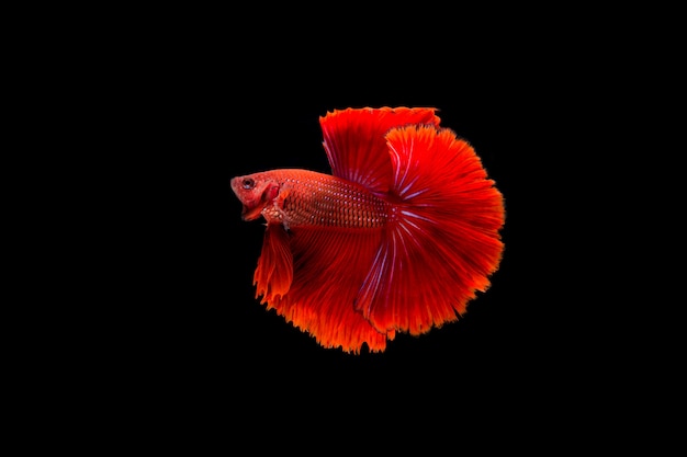 Bella colorata di pesce betta siamese