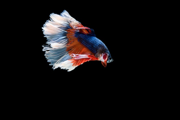 Bella colorata di pesce betta siamese