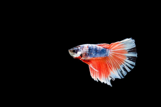 Bella colorata di pesce betta siamese