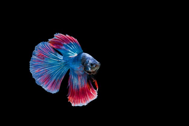 Bella colorata di pesce betta siamese