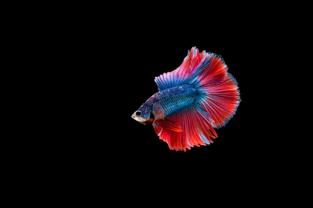 Bella colorata di pesce betta siamese