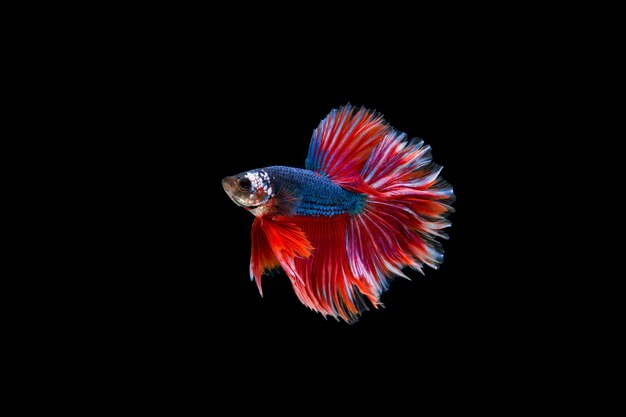 Bella colorata di pesce betta siamese