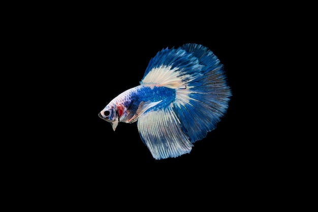 Bella colorata di pesce betta siamese