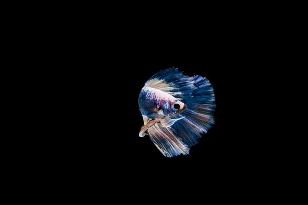 Bella colorata di pesce betta siamese