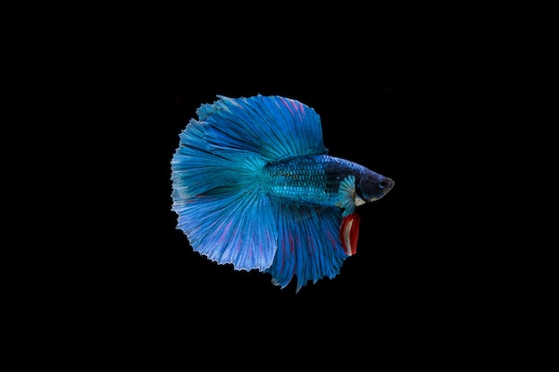 Bella colorata di pesce betta siamese