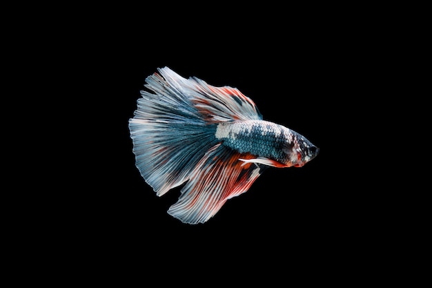 Bella colorata di pesce betta siamese