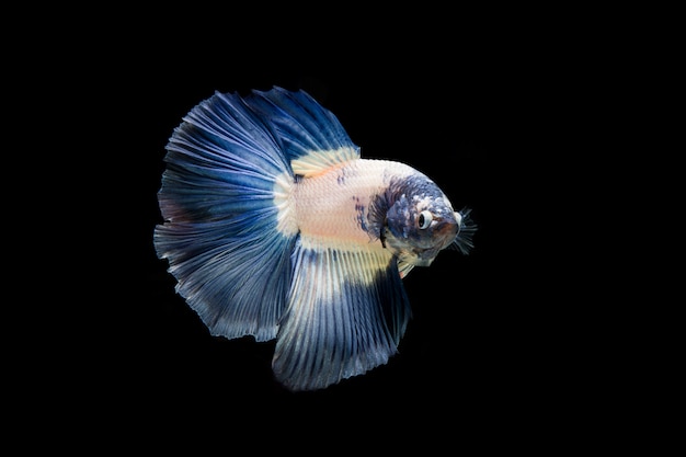 Bella colorata di pesce betta siamese