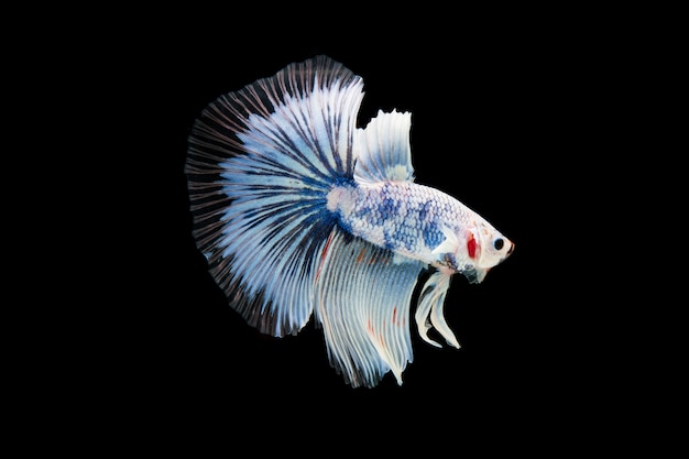 Bella colorata di pesce betta siamese