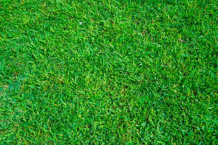 Foto gratuito bella crescita colore sfondo carta da parati pattern