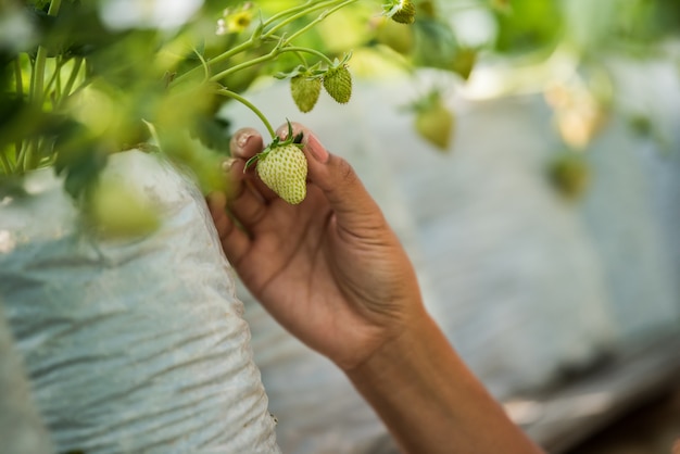 Bella donna del coltivatore che controlla l&#39;azienda agricola della fragola