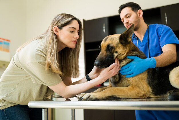 Bella donna triste che dice addio al suo vecchio pastore tedesco. Veterinario maschio professionista che prepara e pronto a mettere giù un cane malato