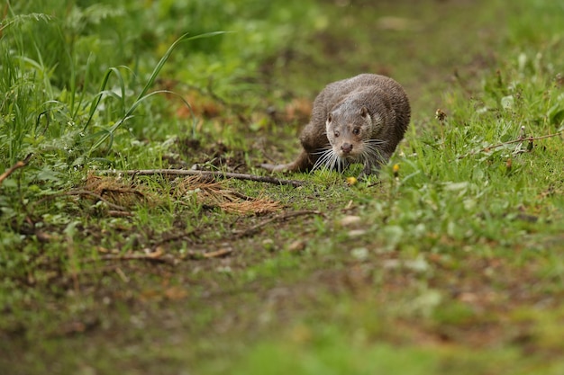 bella e giocosa lontra di fiume nell'habitat naturale in Repubblica Ceca lutra lutra