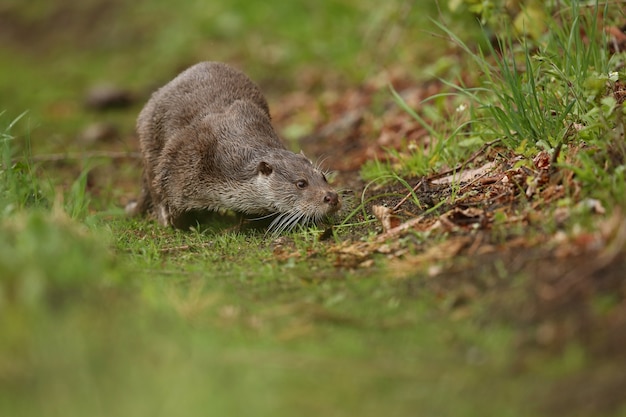 bella e giocosa lontra di fiume nell'habitat naturale in Repubblica Ceca lutra lutra