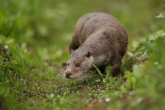 bella e giocosa lontra di fiume nell'habitat naturale in Repubblica Ceca lutra lutra