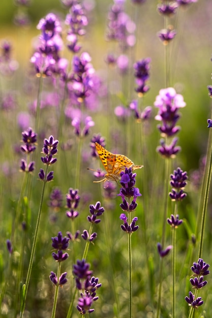 Bella farfalla ad alto angolo nel campo di lavanda