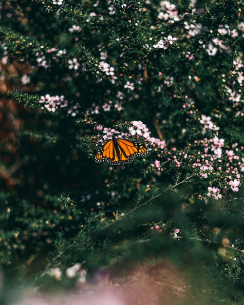 Bella farfalla arancione che si siede sui daphnes che crescono nel mezzo di una foresta