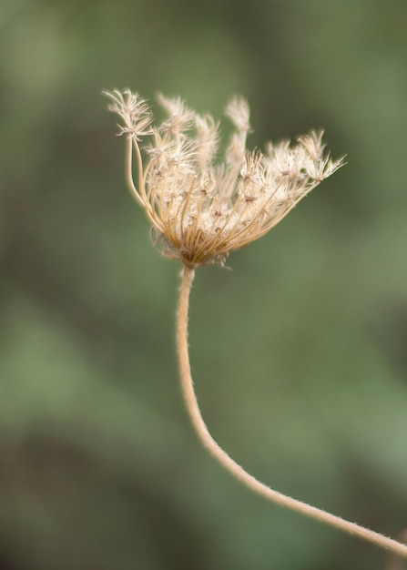 Bella fiore di primavera