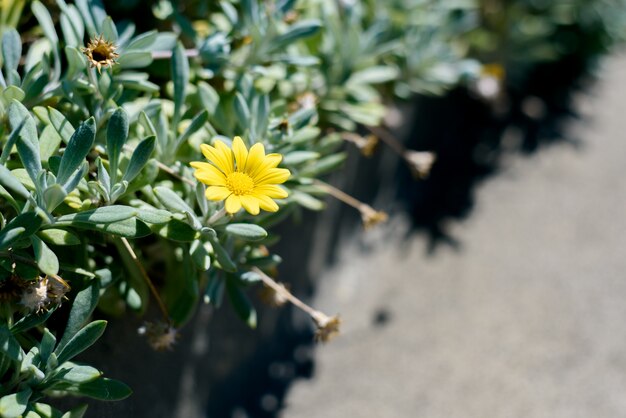 Bella fiore margherita selvatica sul lato della strada al sole.