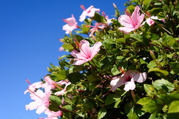 Bella fiore rosa selvatico e foglie verdi sfondo.