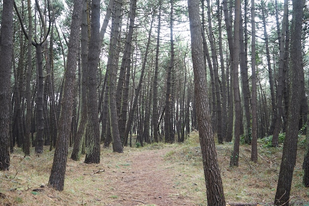 Bella fitta foresta con molti alberi ad alto fusto