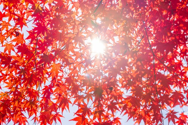 Bella foglia d&#39;acero rosso e verde sull&#39;albero