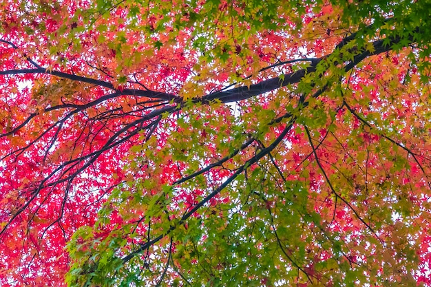 Bella foglia d&#39;acero rosso e verde sull&#39;albero