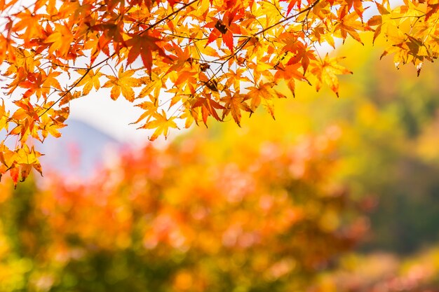 Bella foglia d&#39;acero rosso e verde sull&#39;albero