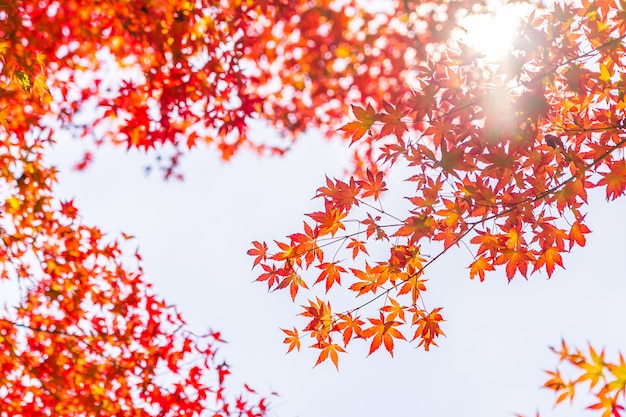 Bella foglia d&#39;acero rosso e verde sull&#39;albero