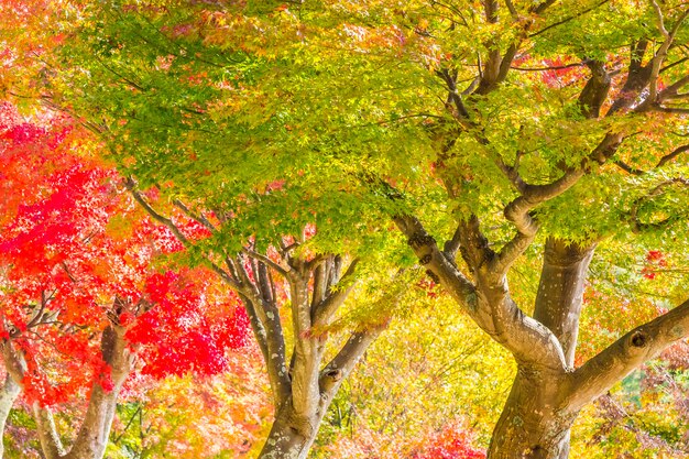 Bella foglia d&#39;acero rosso e verde sull&#39;albero