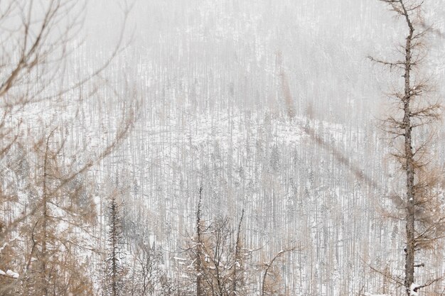 Bella foresta in inverno