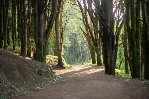 Bella foresta verde soleggiata. Percorso tra alberi, raggi di sole, niente persone. Natura, concetto di natura selvaggia