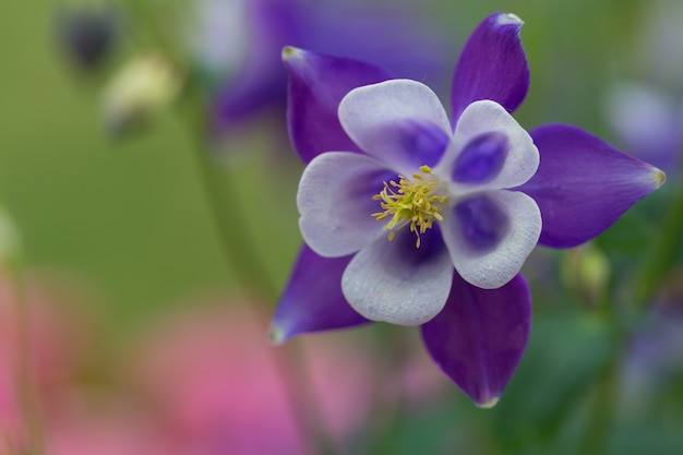 Bella foto macro di aquilegia alpina blu in un giardino sotto la luce del sole