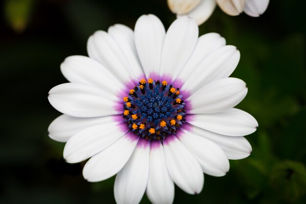 Bella foto macro di margherita bianca del capo in un giardino