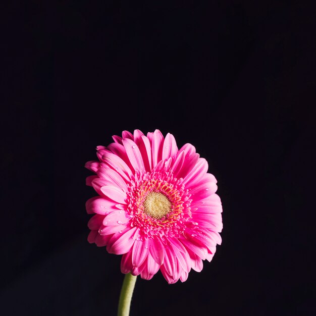 Bella fresca fioritura rosa brillante in rugiada