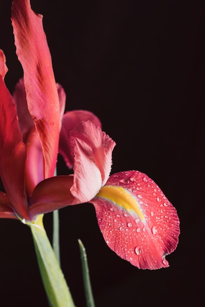 Bella fresca fioritura rossa in rugiada