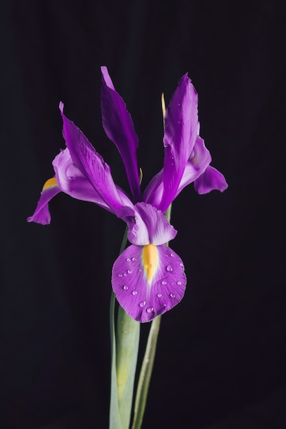 Bella fresca fioritura viola in rugiada