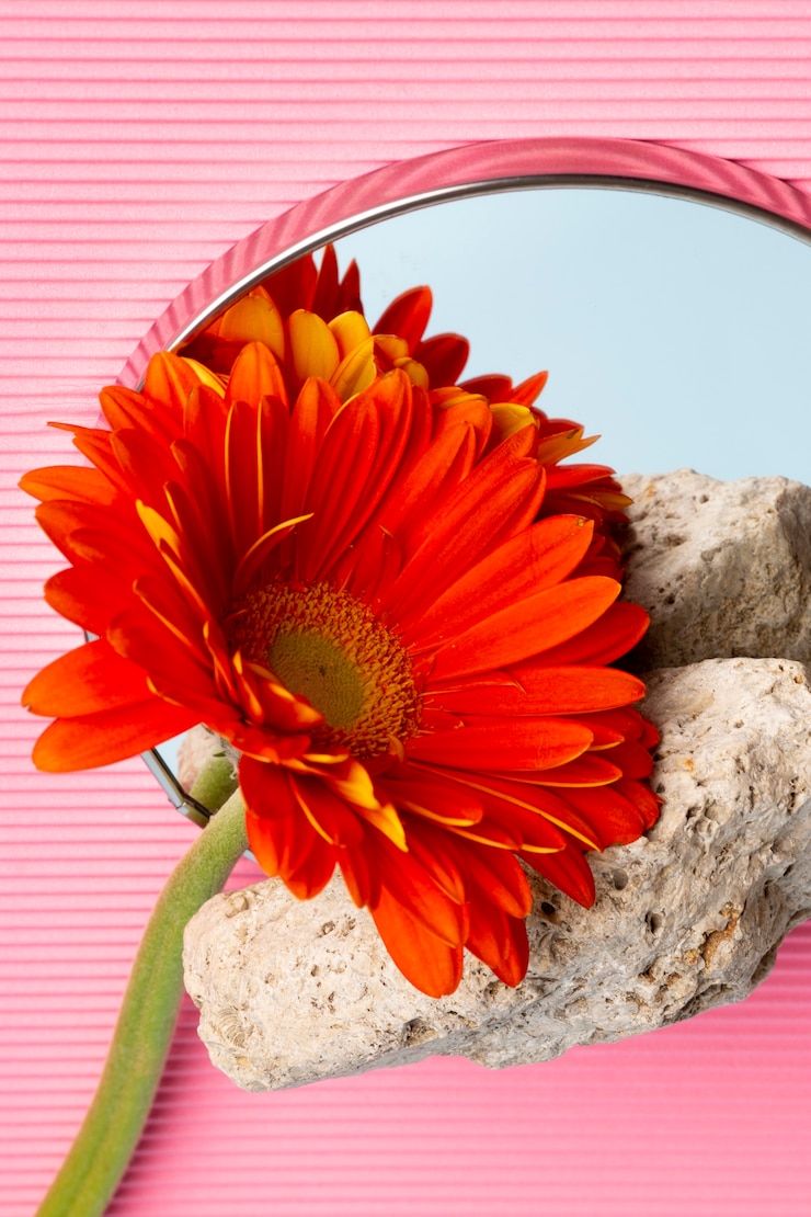 Foto gratuito bella gerbera ad alto angolo sulle rocce