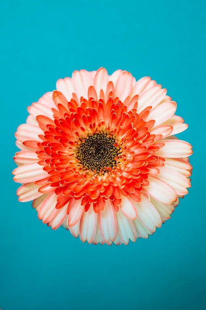 Bella gerbera su sfondo turchese