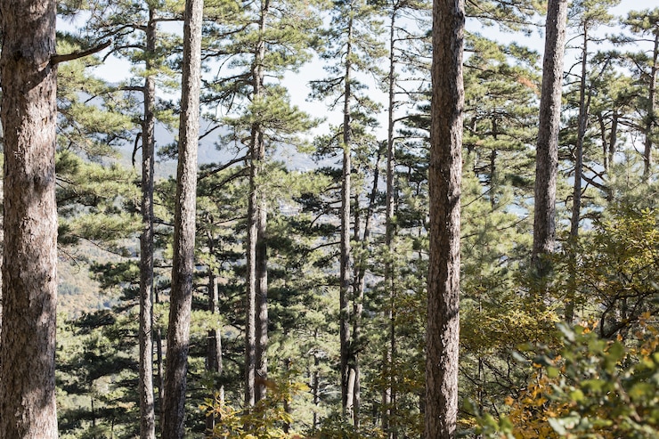 Foto gratuito bella giornata all'aperto nella foresta